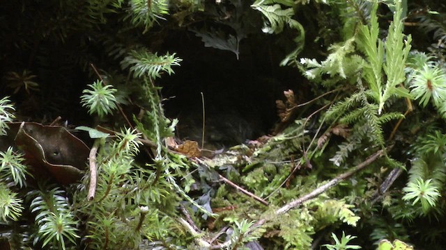 Mountain Wren-Babbler - ML610415336