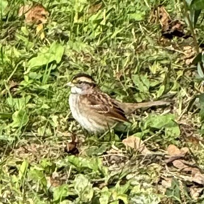 White-throated Sparrow - Hunter Burggraf