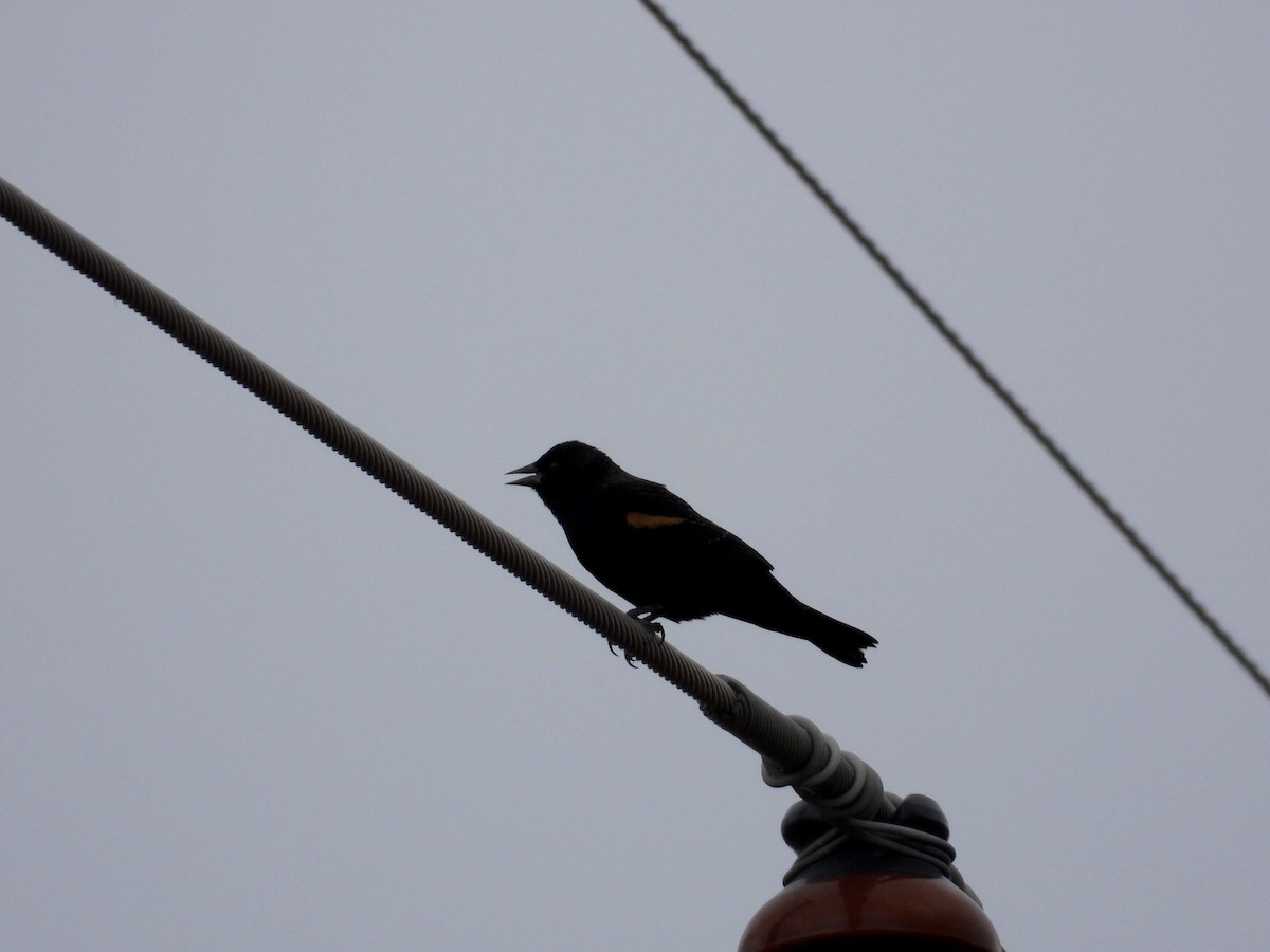 Red-winged Blackbird - Lisa Judge