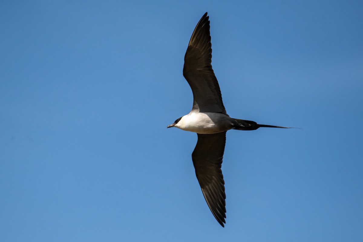 Long-tailed Jaeger - ML610415368