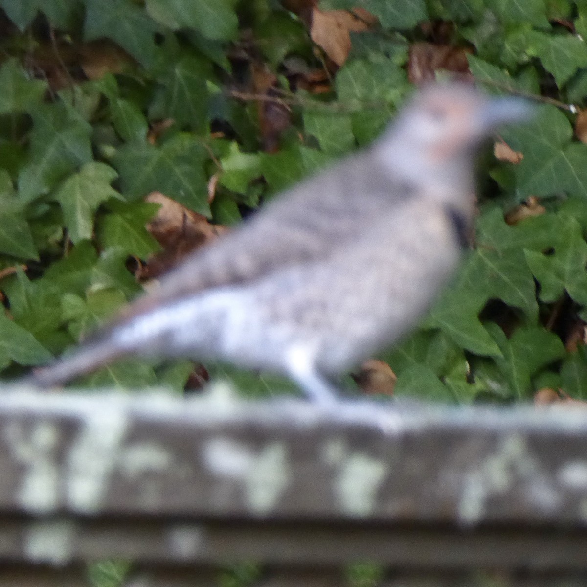 Northern Flicker (Red-shafted) - Anonymous