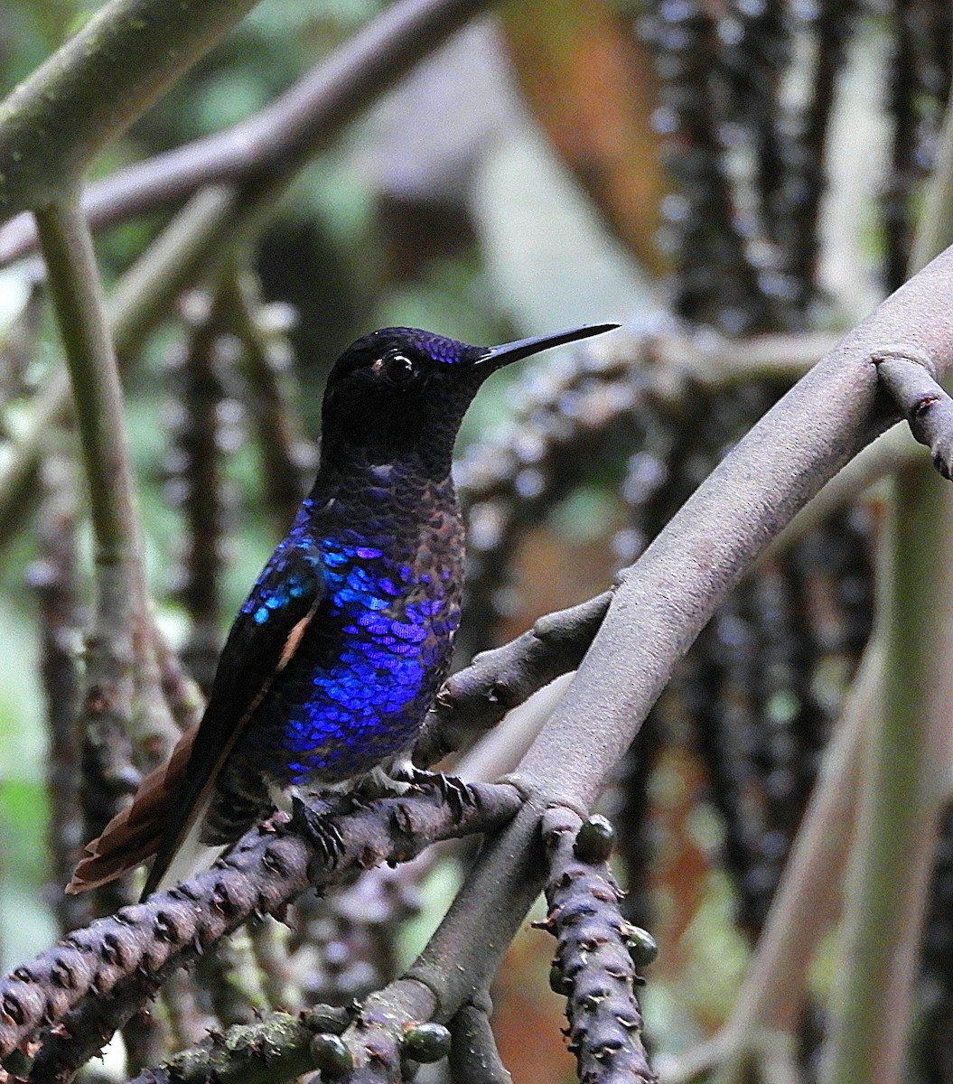 Velvet-purple Coronet - ML610415442
