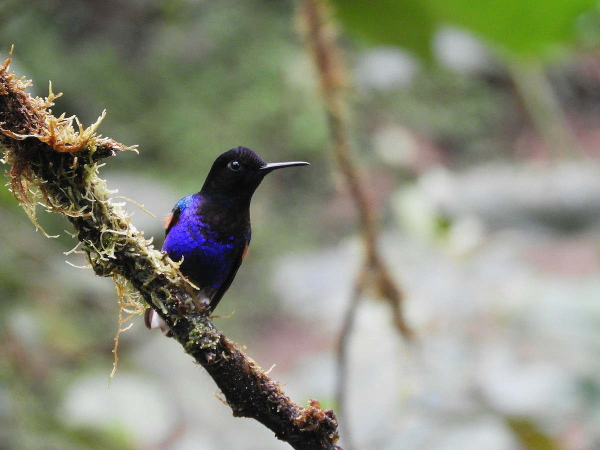 Velvet-purple Coronet - ML610415444