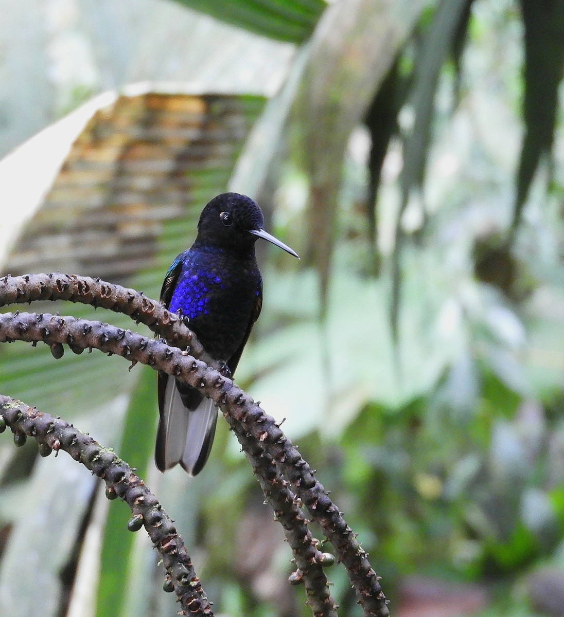Velvet-purple Coronet - ML610415445