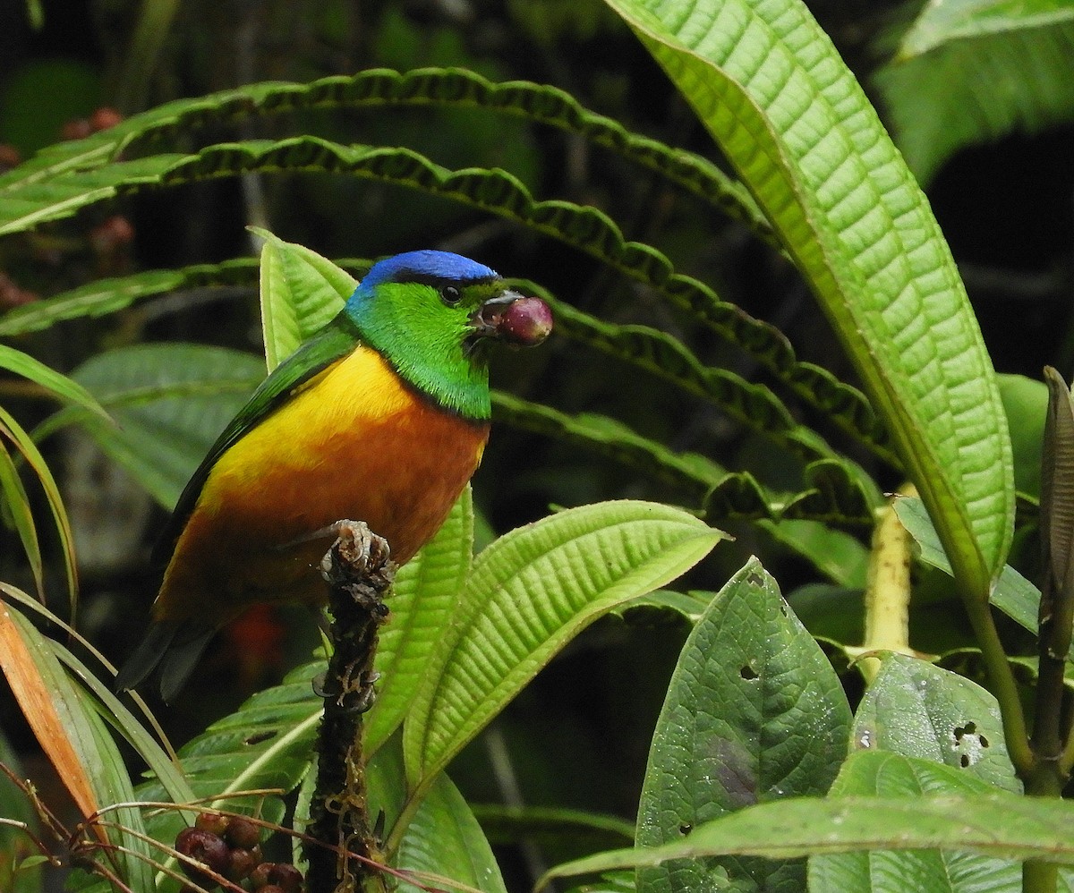 Chestnut-breasted Chlorophonia - ML610415474