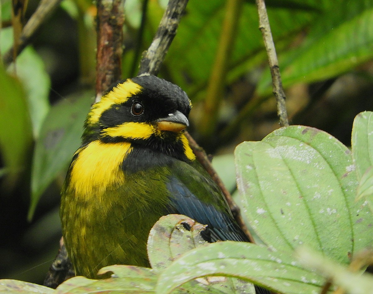 Gold-ringed Tanager - ML610415509