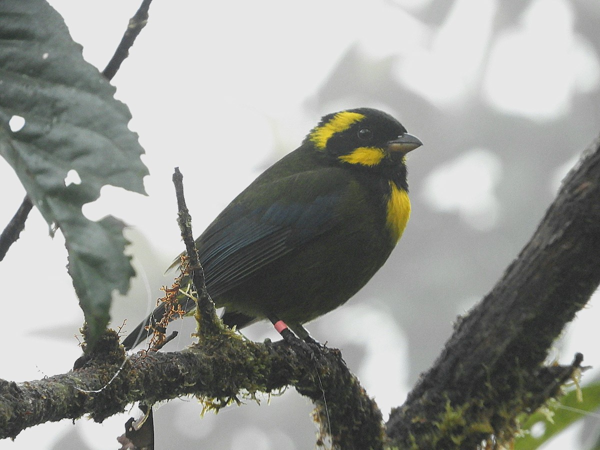 Gold-ringed Tanager - ML610415510