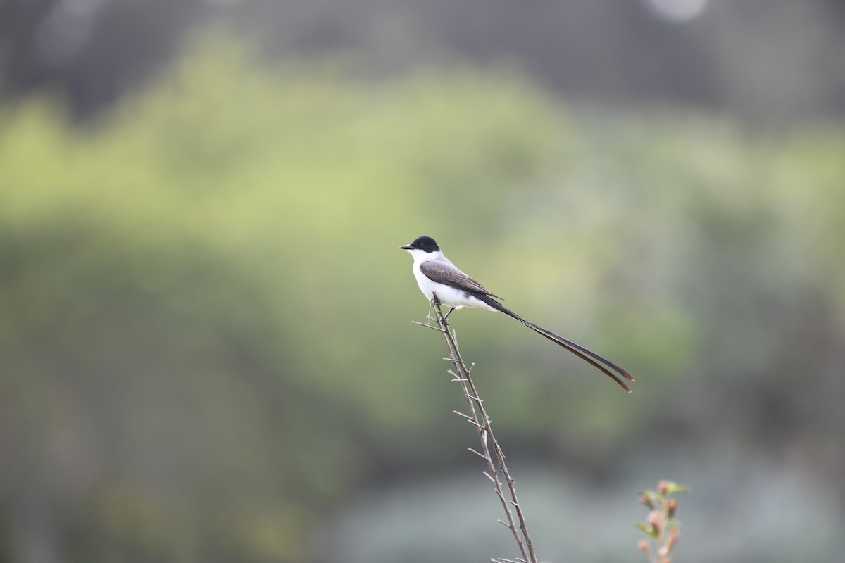 Fork-tailed Flycatcher - ML610415565