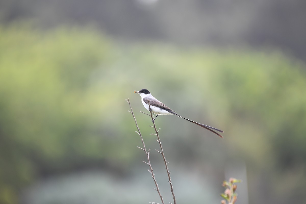 Tijereta Sabanera - ML610415566