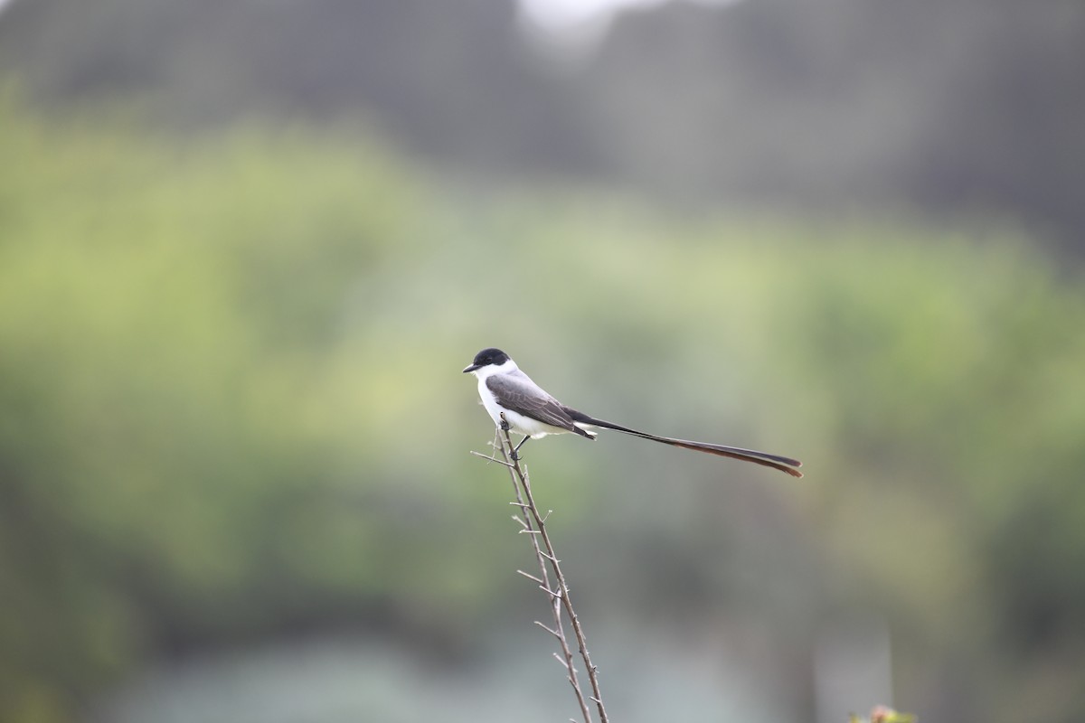 Fork-tailed Flycatcher - ML610415567