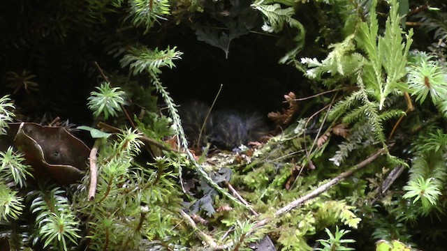 Mountain Wren-Babbler - ML610415574