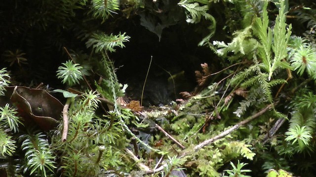 Mountain Wren-Babbler - ML610415575