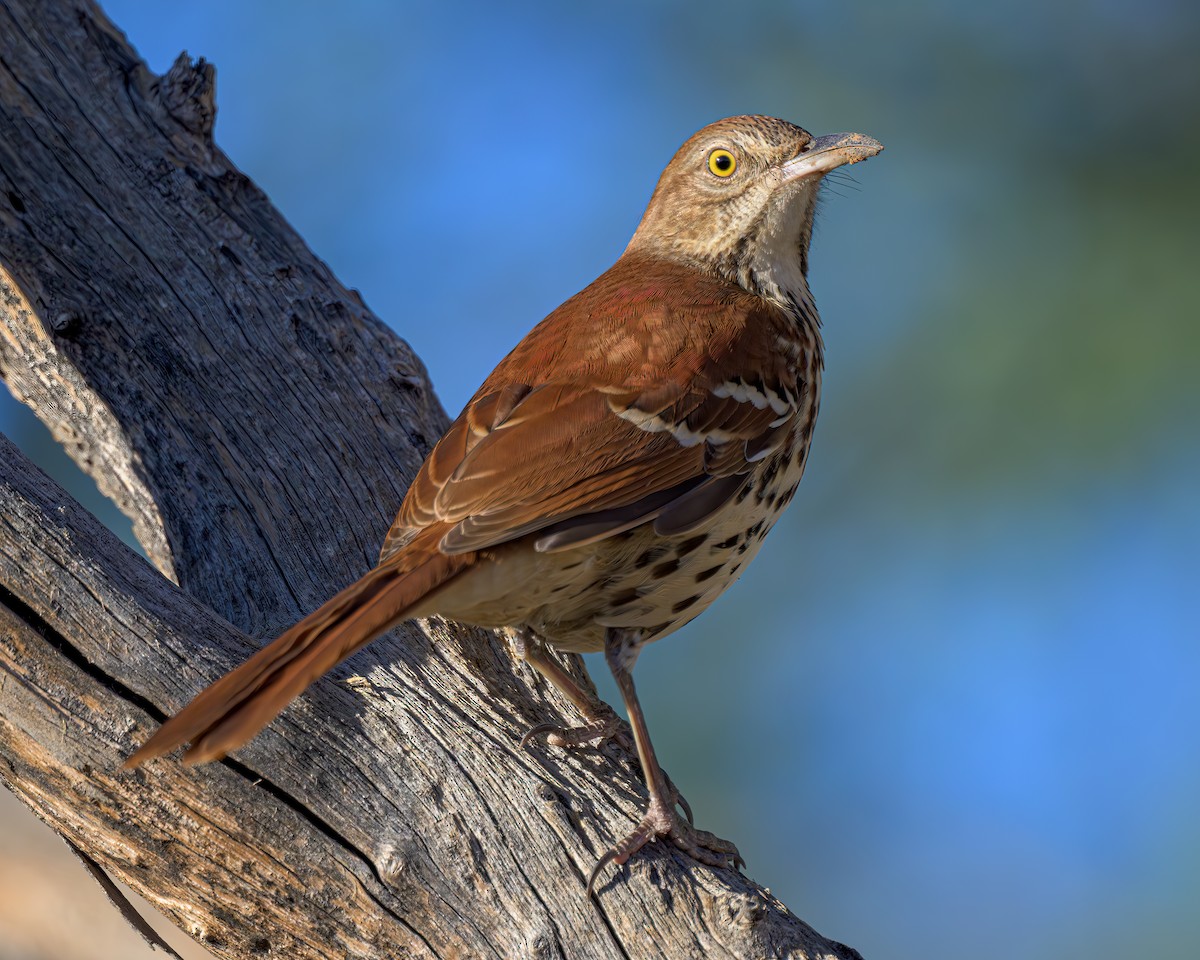 Brown Thrasher - ML610415599