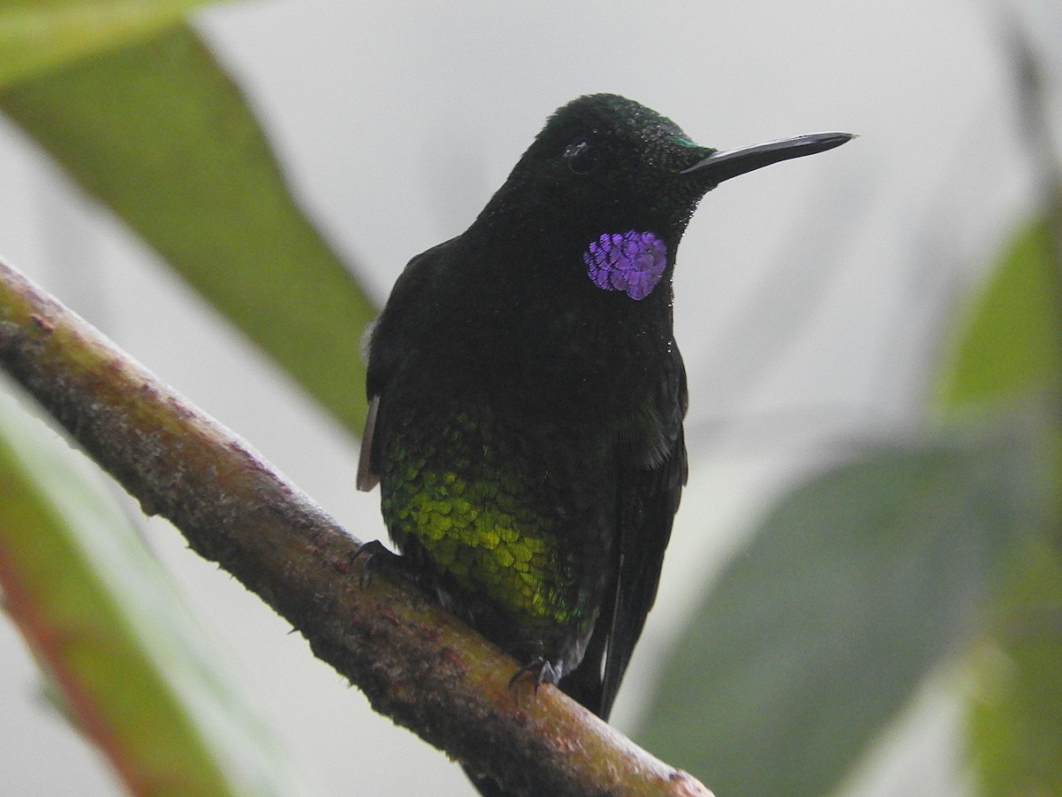 Empress Brilliant - ML610415601