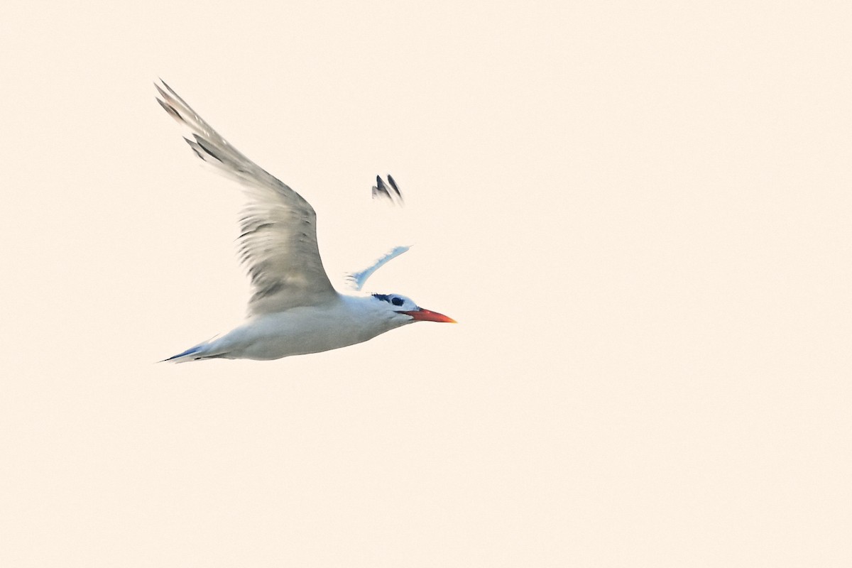 Royal Tern - Paul Nale