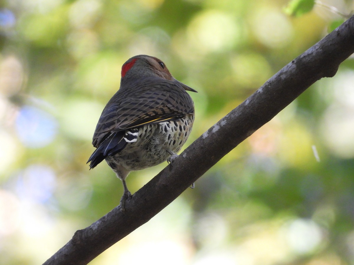 Northern Flicker - Lori O'Bar