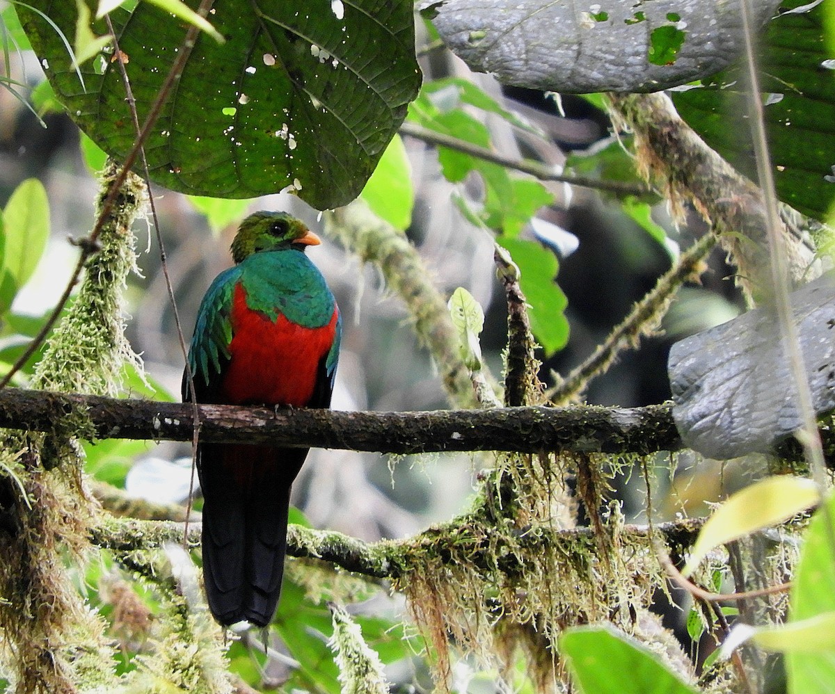 Golden-headed Quetzal - ML610415676