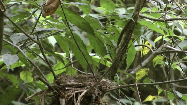 Orange-headed Thrush - ML610415710