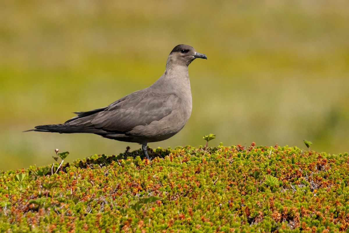Parasitic Jaeger - Dominic More O’Ferrall