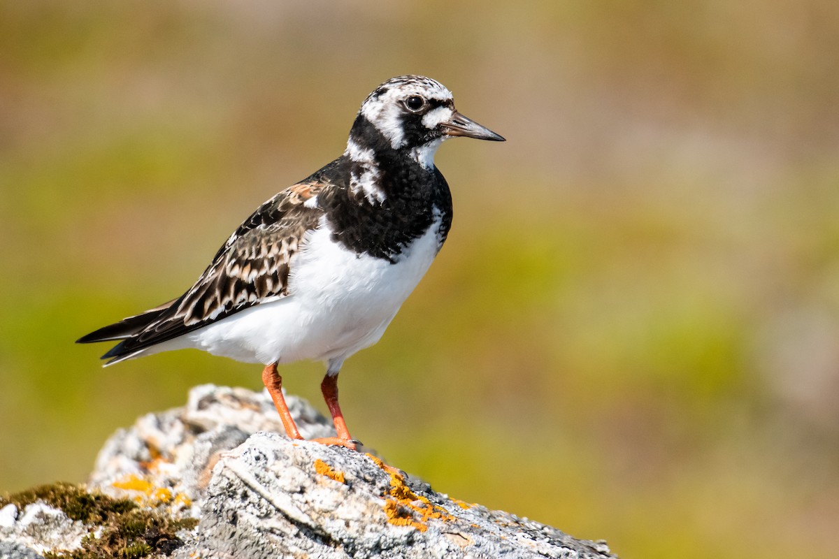 Ruddy Turnstone - Dominic More O’Ferrall