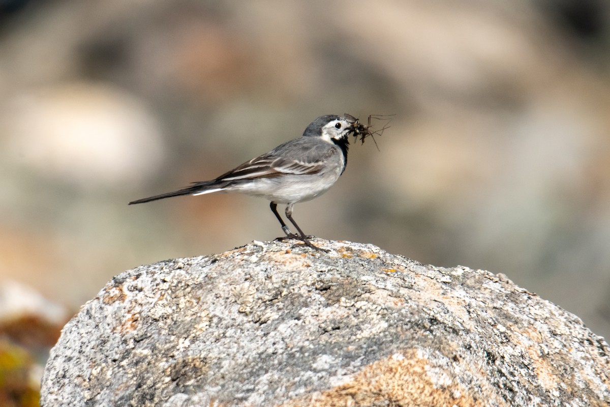 White Wagtail - ML610415752