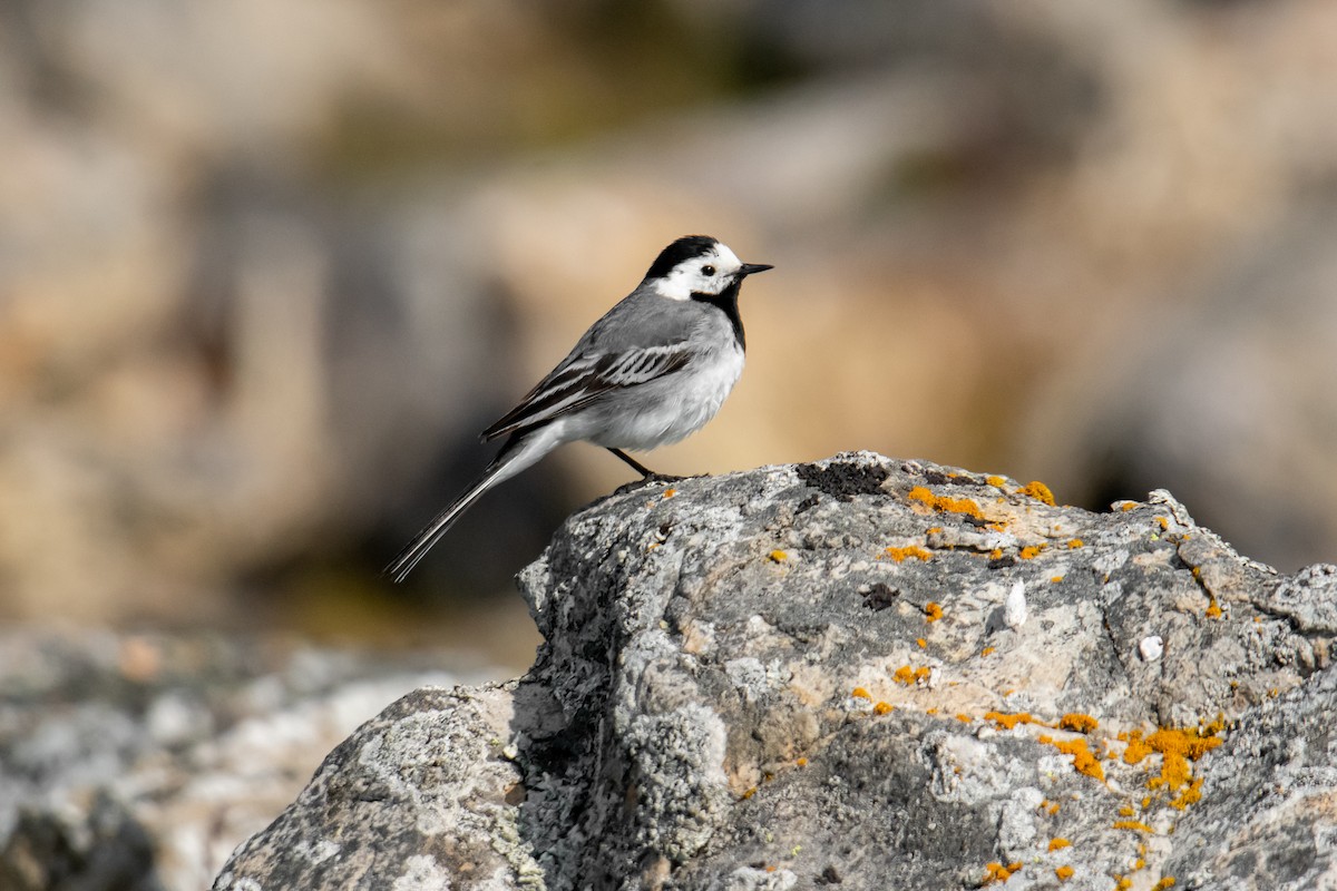 White Wagtail - ML610415753