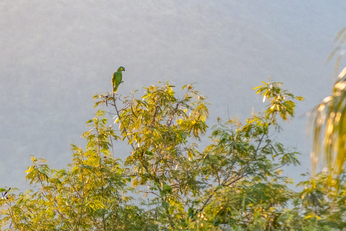 Orange-winged Parrot - ML610415758