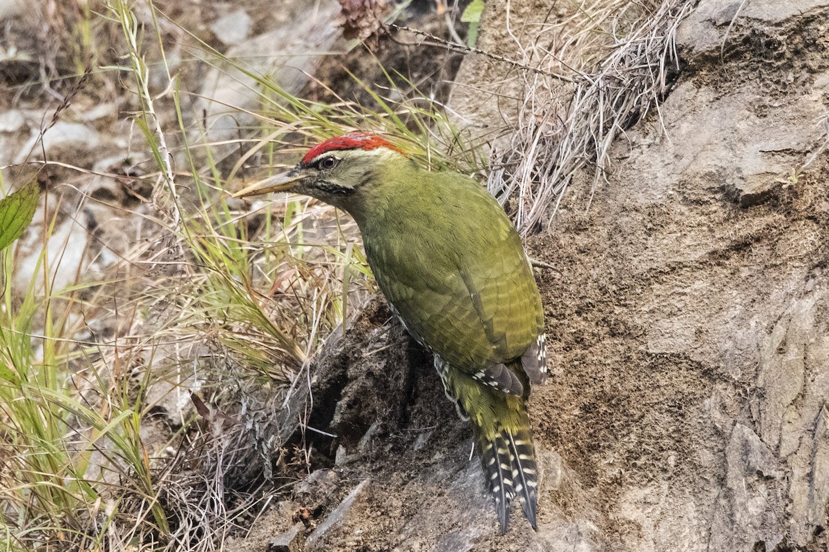 Scaly-bellied Woodpecker - Nazes Afroz