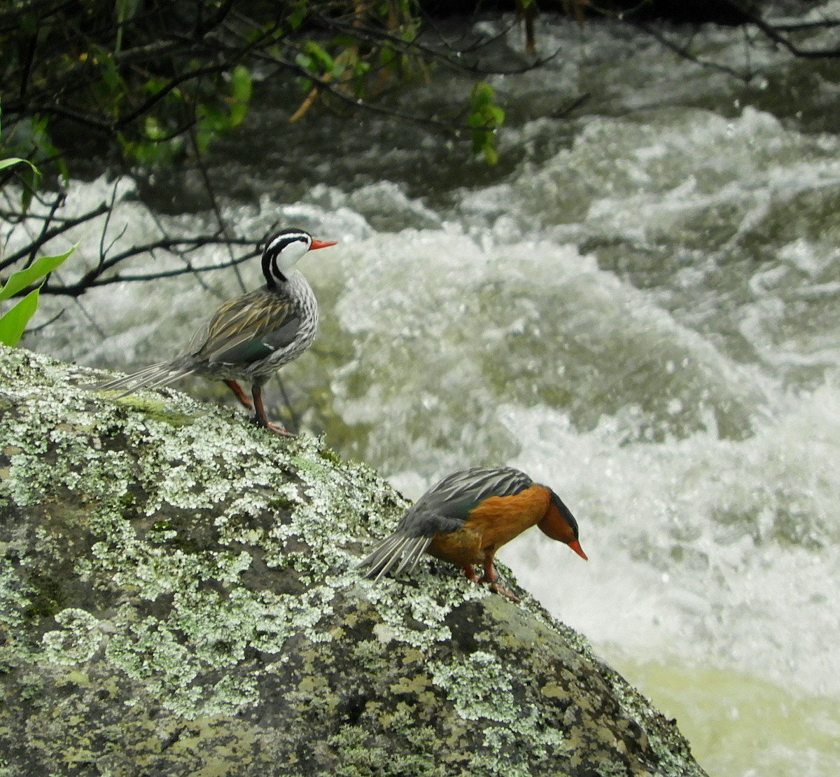 Torrent Duck - ML610415810