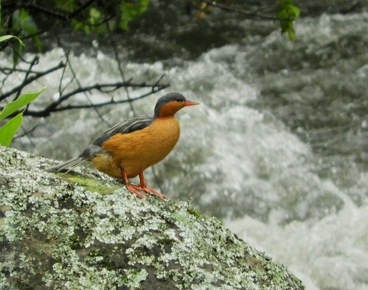 Torrent Duck - ML610415811