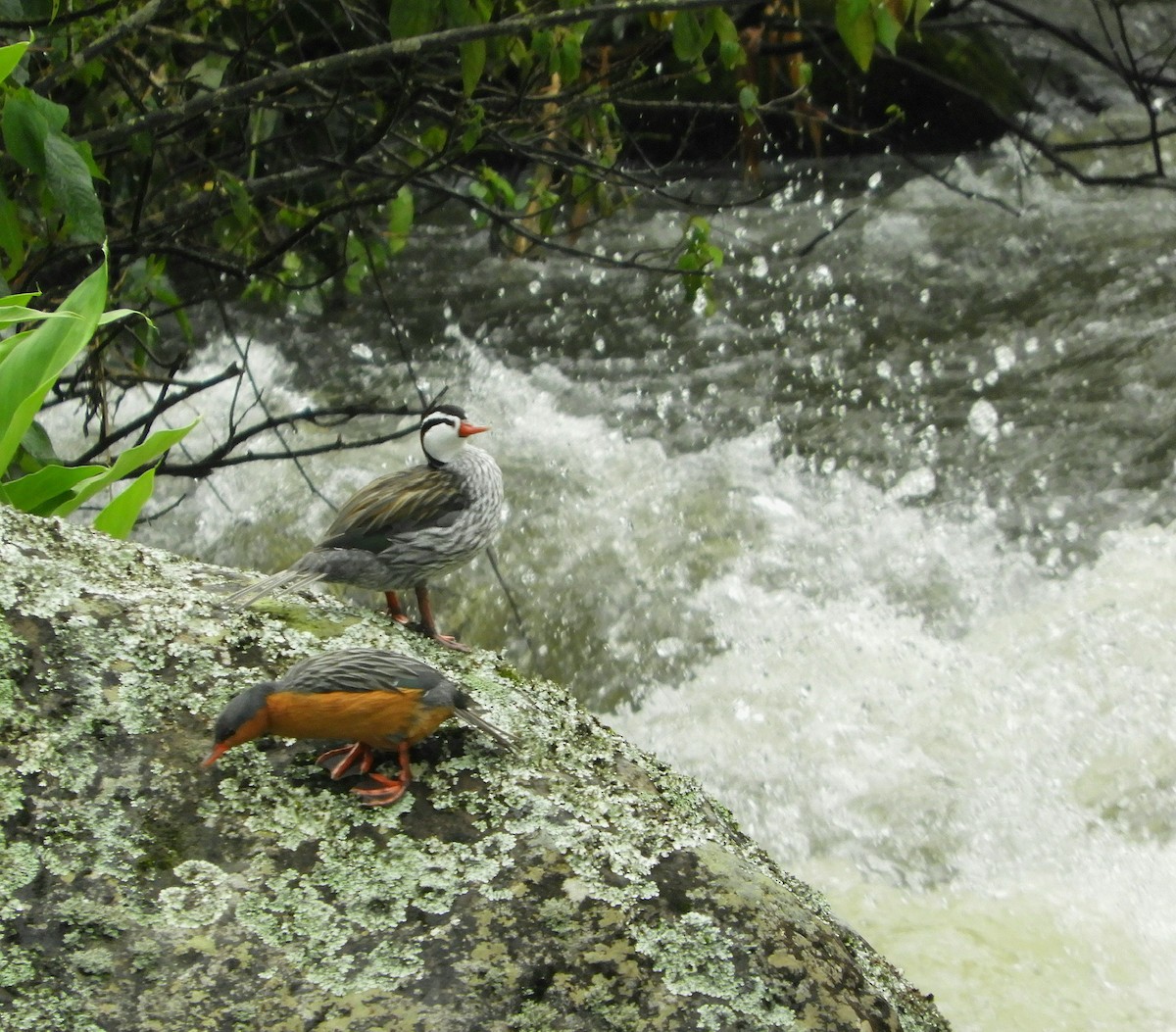 Torrent Duck - ML610415812