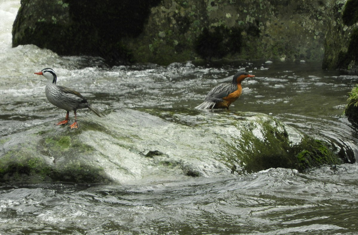 Torrent Duck - ML610415813