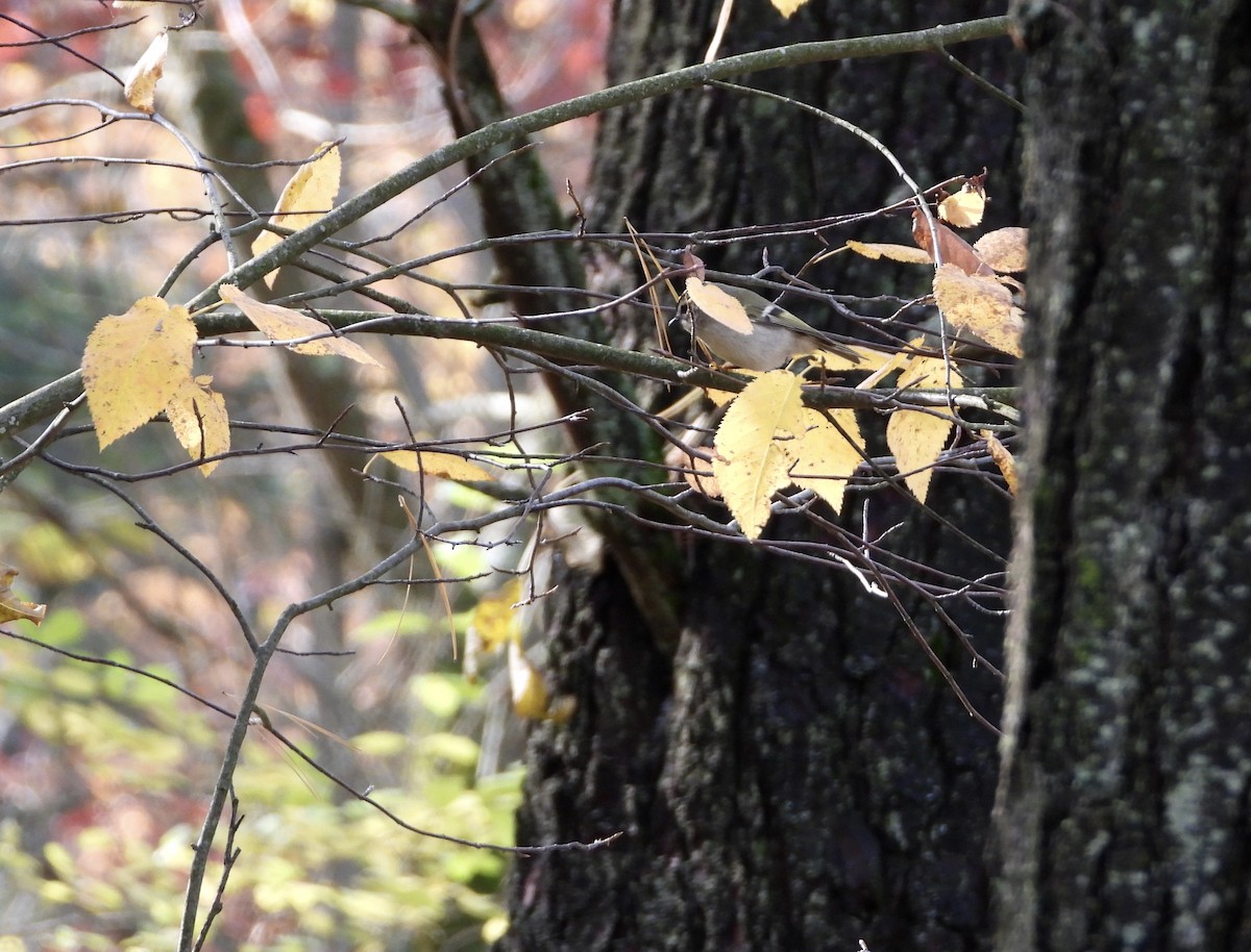 Golden-crowned Kinglet - Lisa Judge