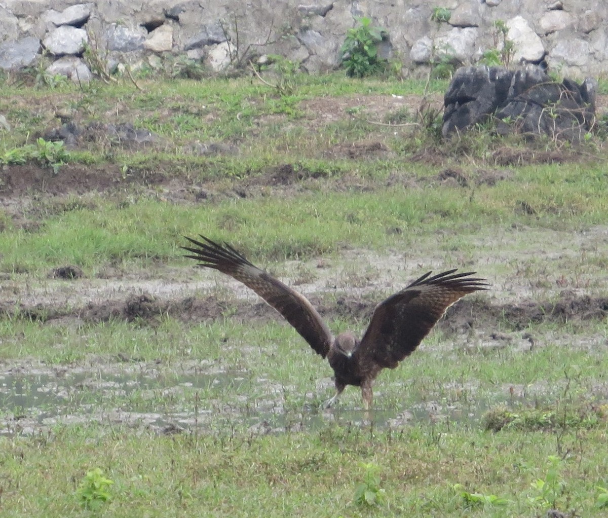 Black Kite - ML610415833