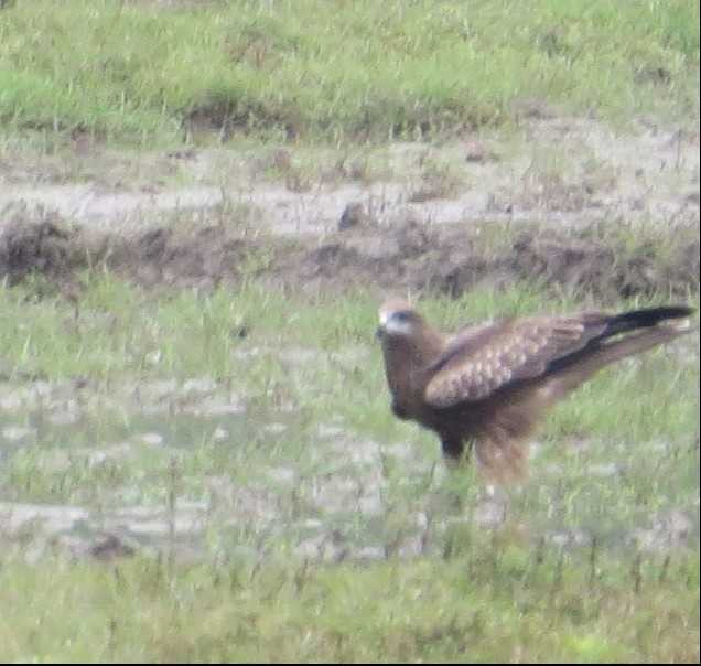 Black Kite - ML610415836