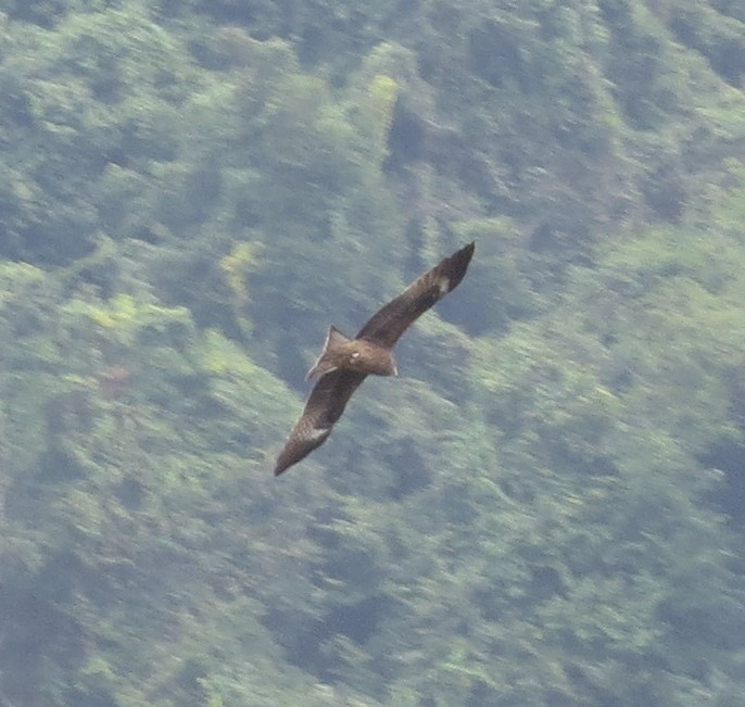 Black Kite - ML610415838