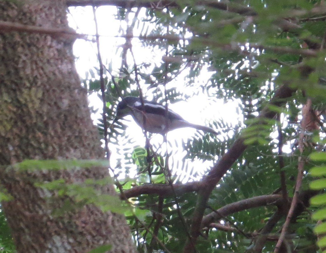 Oriental Magpie-Robin - ML610415846