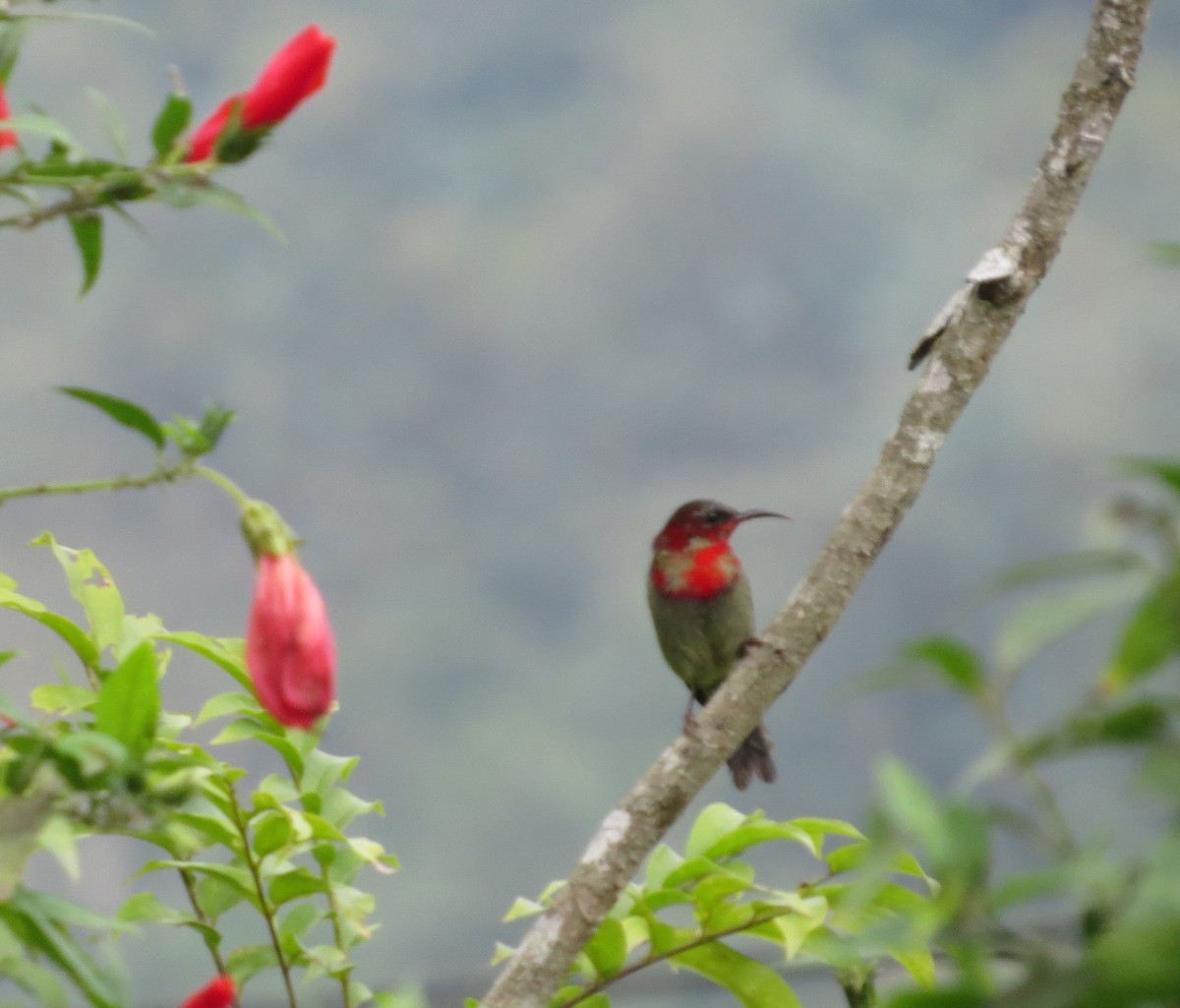 Crimson Sunbird - ML610415856