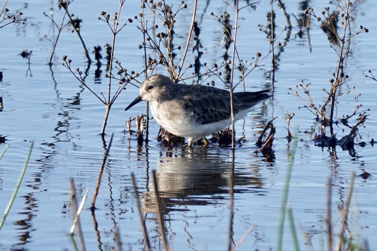 Least Sandpiper - Bob Greenleaf