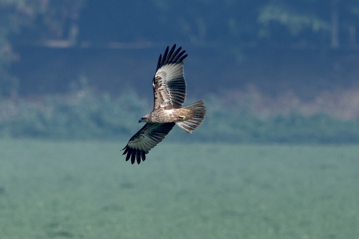 Brahminy Kite - ML610415946