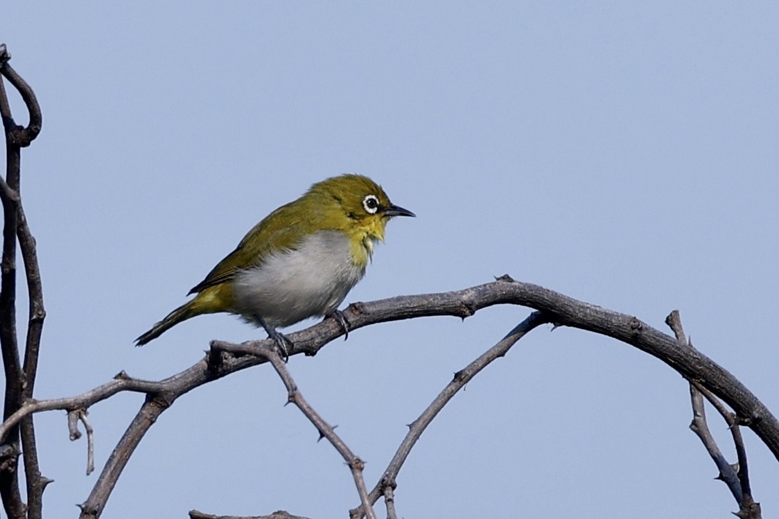 Indian White-eye - ML610415962