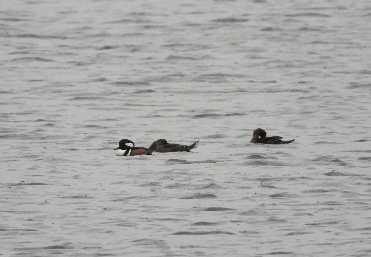 Hooded Merganser - ML610416128