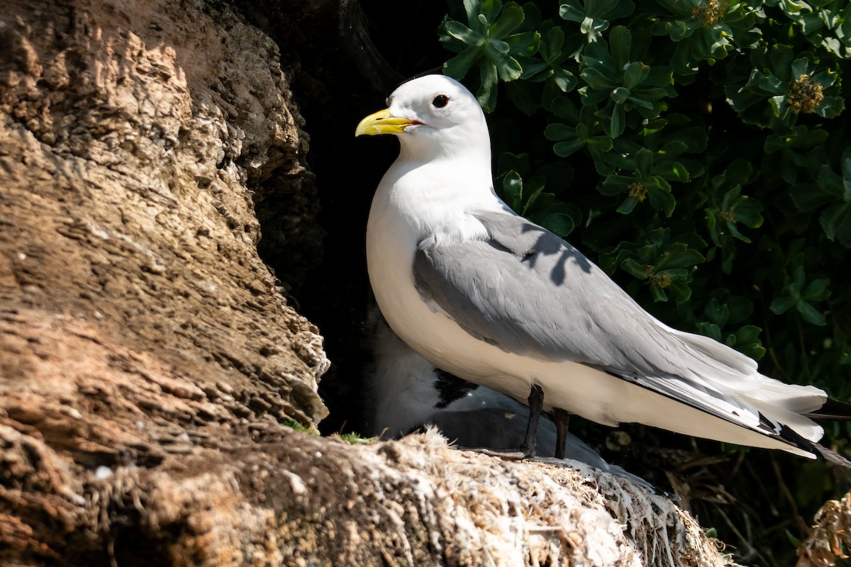 Mouette tridactyle - ML610416164