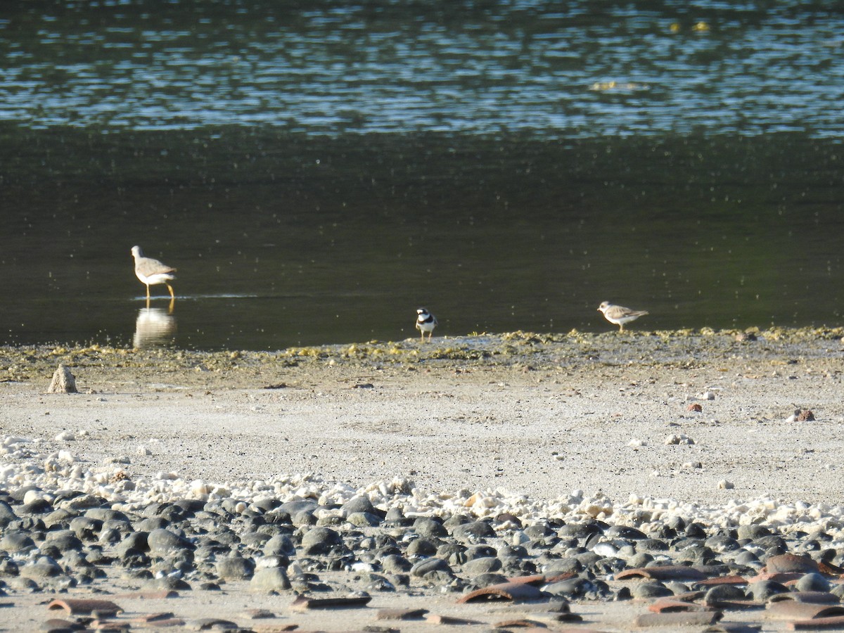 Semipalmated Plover - ML610416198
