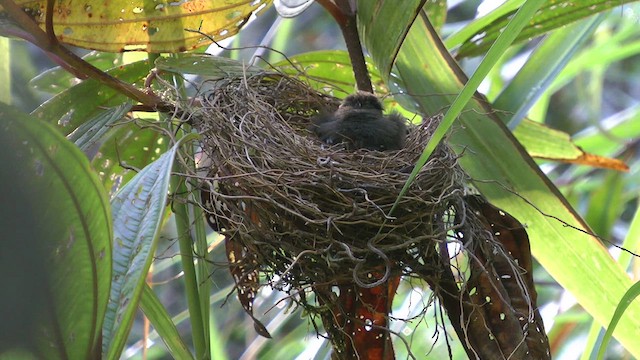 Pale-faced Bulbul - ML610416272