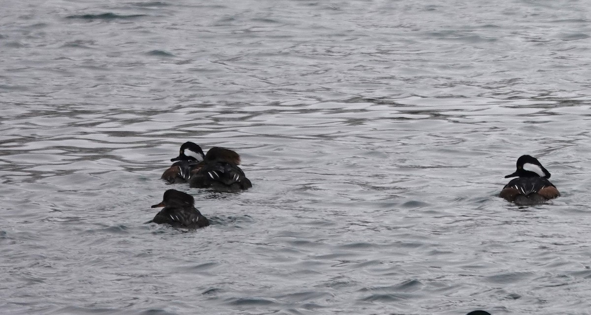 Hooded Merganser - Diane Stinson