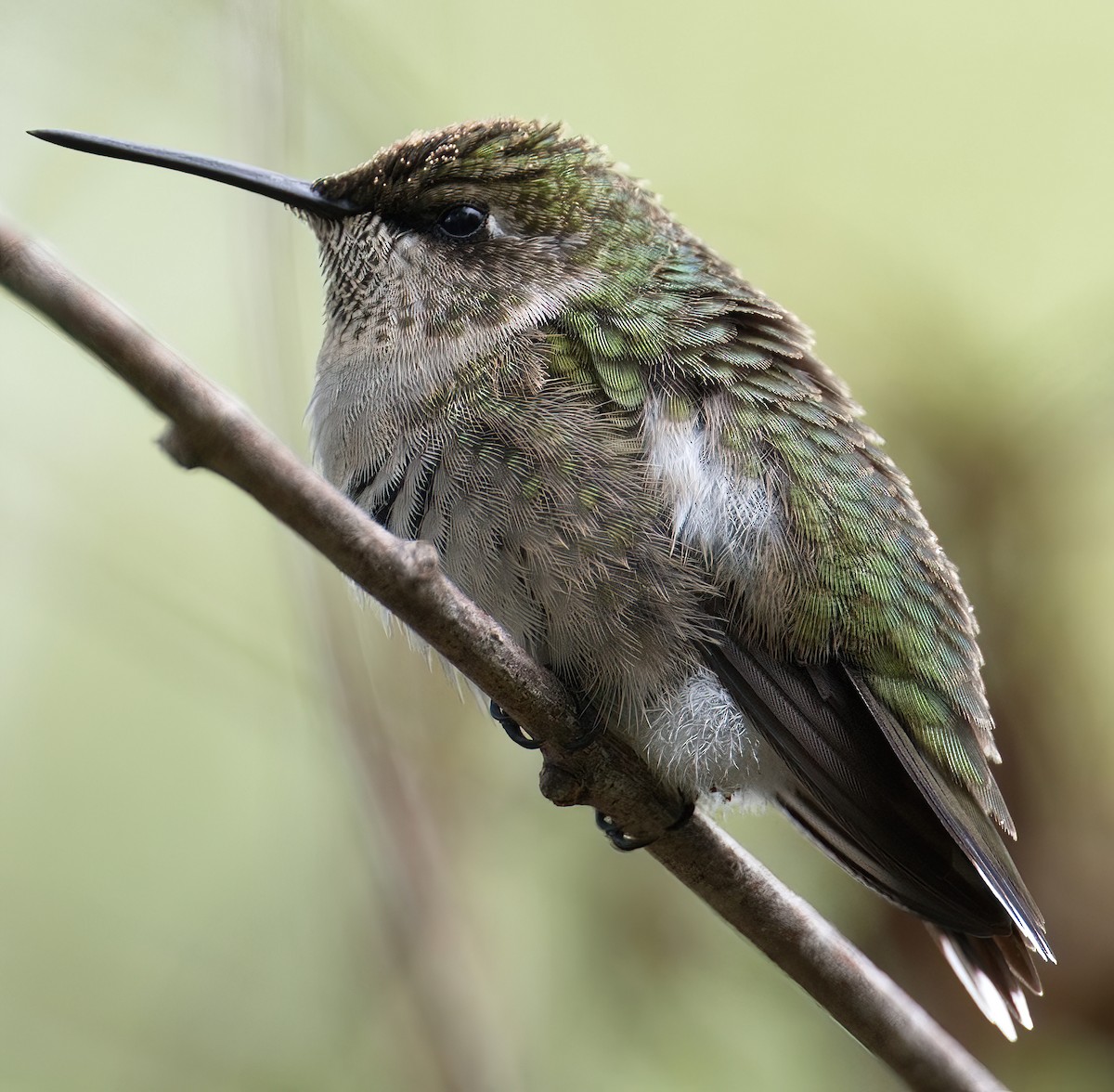 Colibrí Gorjirrubí - ML610416313