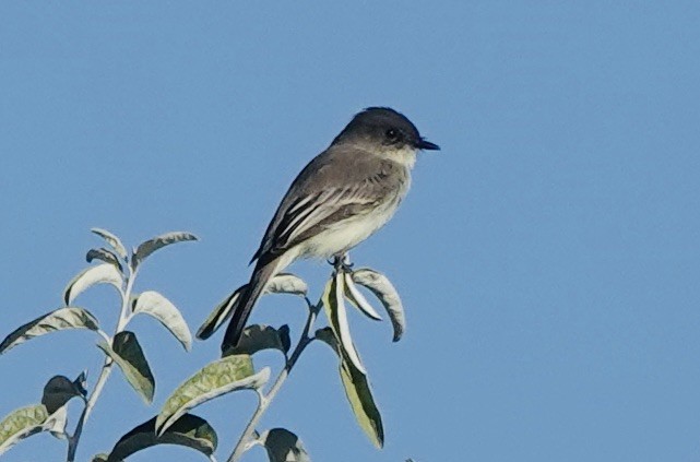 tyranovec domácí - ML610416327