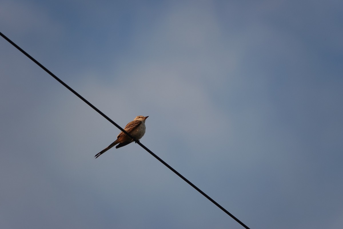 Scissor-tailed Flycatcher - ML610416521