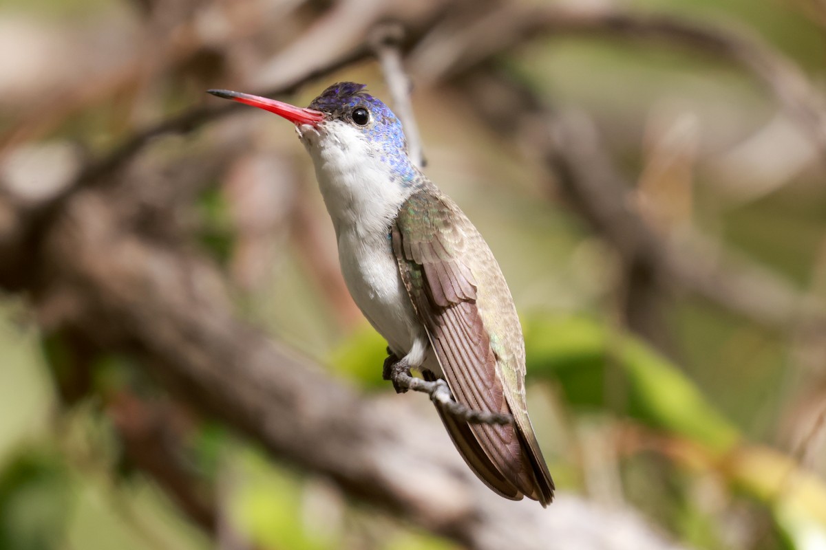 Violet-crowned Hummingbird - Joey McCracken